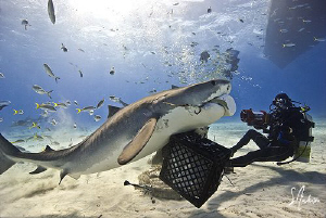 This Tiger Shark was so curious he bit our float! This wa... by Steven Anderson 